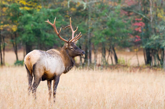 A Young Bull Elk Walking through a Field — Stock Photo