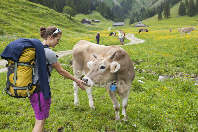 Senderista ofrece mano a vaca en los pastos, Alpstein, Appenzell, Suiza - foto de stock