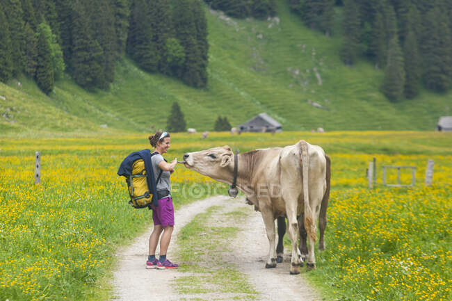 Vaca lambe caminhante na estrada rural, Alpstein, Appenzell, Suíça — Fotografia de Stock