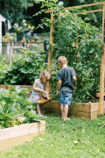 Двое маленьких детей ищут спелые помидоры в саду — стоковое фото