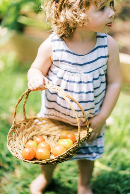 Bambina in cerca di pomodori maturi in giardino — Foto stock