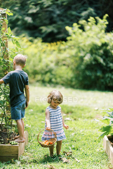 Dos niños buscando tomates maduros en el jardín - foto de stock