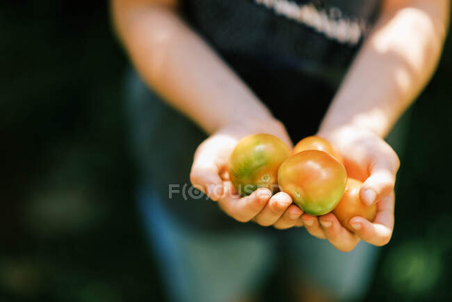 Маленький мальчик держит спелые помидоры в саду — стоковое фото