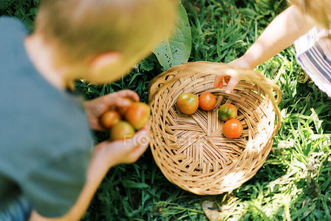 Двое маленьких детей ищут спелые помидоры в саду — стоковое фото