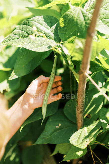 Маленький ребенок собирает длинный зеленый боб в саду — стоковое фото
