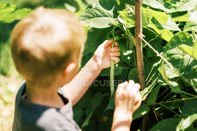 Маленький ребенок собирает длинный зеленый боб в саду — стоковое фото