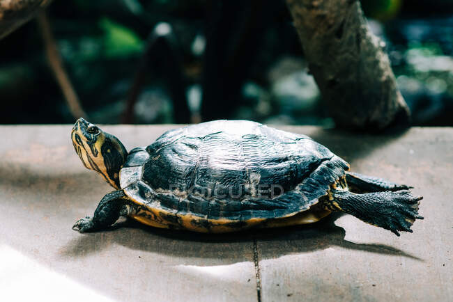 Großaufnahme der großen Schildkröte — Stockfoto