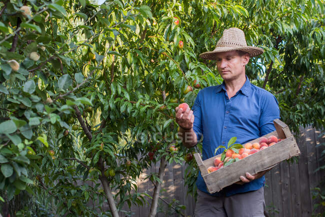 Erwachsener Mann pflückt Pfirsiche vom Obstgarten — Stockfoto