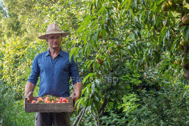 Erwachsener Mann erntet im Sommer Pfirsiche — Stockfoto