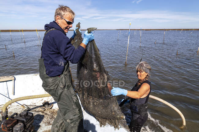 Clamming in Bull's Bay with Julie McClellan, Erwin Ashley and George Couch. — Stock Photo