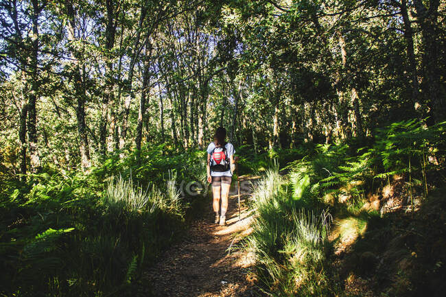 Woman with backpack walking on a path in the middle of the forest — Stock Photo