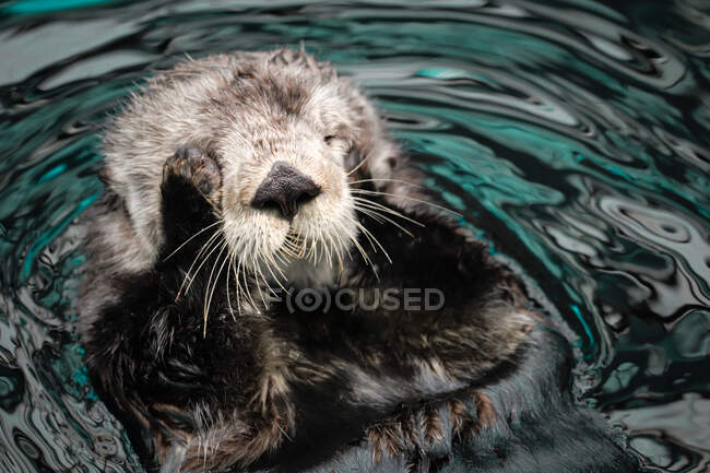 Primo piano colpo di adorabile piccola lontra nuotare nello stagno — Foto stock