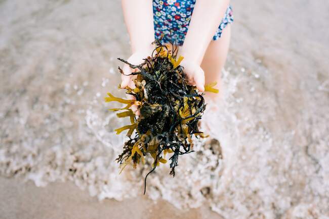 Kind mit Algen, die im Sommer am Strand aus dem Meer geholt werden — Stockfoto