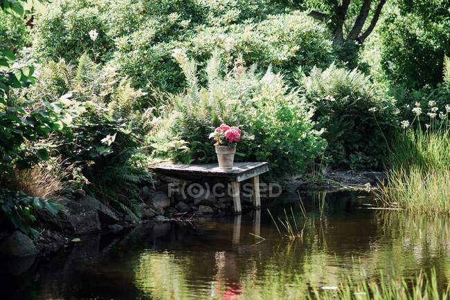 Красивые цветы и деревья в горшке на берегу реки летом — стоковое фото