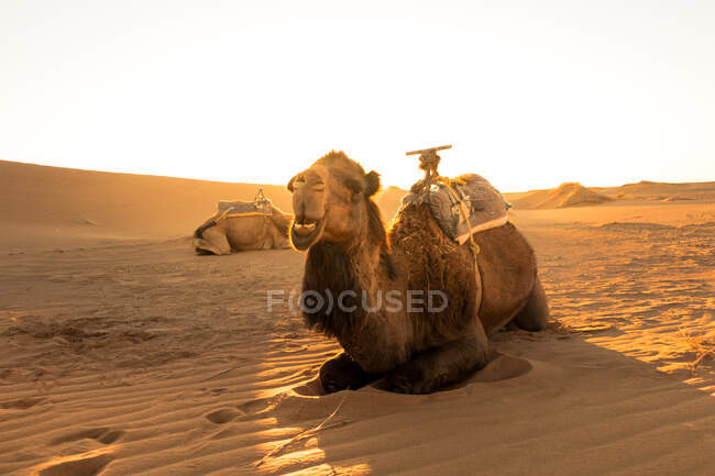 Верблюд відпочиває на світанку і чекає на екскурсію пустелею в пустелю Ерг Чеббі в Мерзузі, Марокко. Концепція подорожі — стокове фото