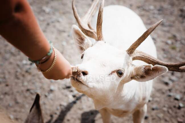 Rara renna bianca che viene nutrita in uno zoo in Svezia — Foto stock