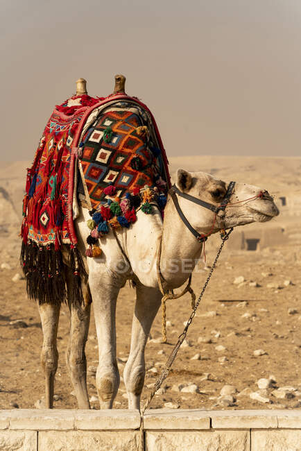 Camello en el desierto, lugar de viaje en el fondo - foto de stock