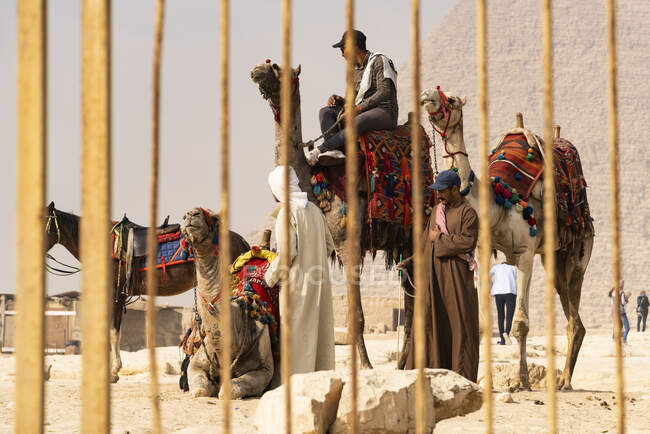Um grupo de camelos espera para dar passeios em Gizé, Egito — Fotografia de Stock