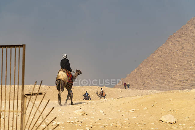 Hombres montando camellos mientras otros caminan a través de las pirámides de Giza - foto de stock
