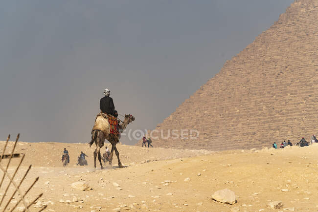 Un homme sur un chameau monte vers la grande pyramide de Giza, en Egypte — Photo de stock