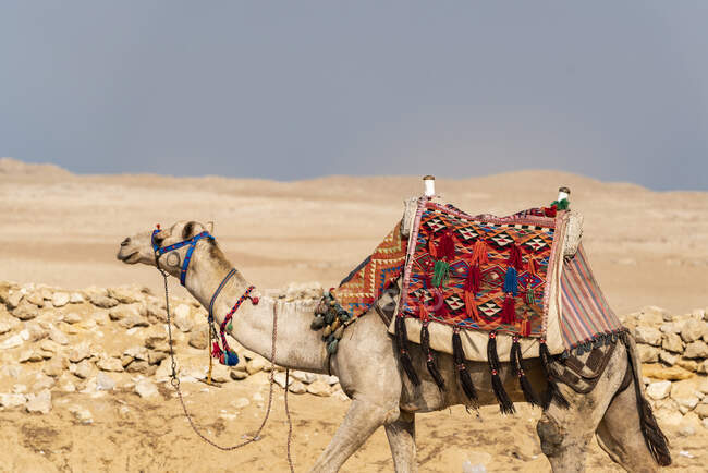 Camelo no deserto, lugar de viagem no fundo — Fotografia de Stock