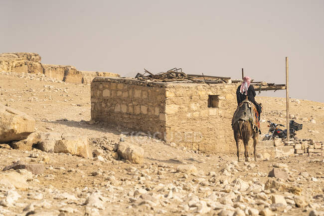 Un egipcio monta un camello hacia una casa en el desierto de Giza - foto de stock