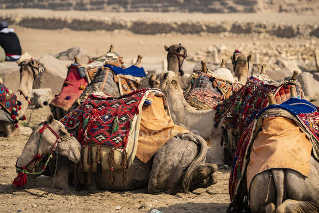 Camellos en el desierto en el área del sahara en el fondo de la naturaleza - foto de stock