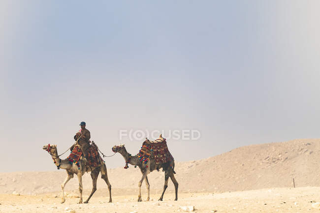 Two camels walk across the desert — Stock Photo