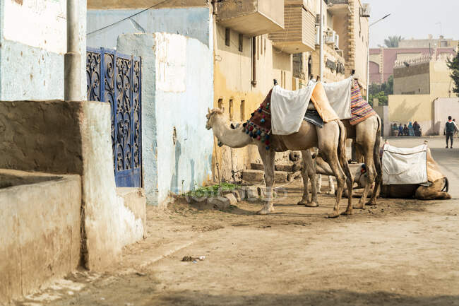 Camels stand outside a house in Giza, Egypt — Stock Photo
