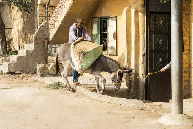 Two men steer a donkey into a house in Giza, Egypt — Stock Photo