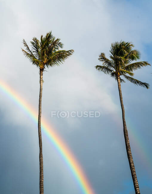 Schöne Aussicht auf Palmen und Regenbogen auf Naturhintergrund — Stockfoto
