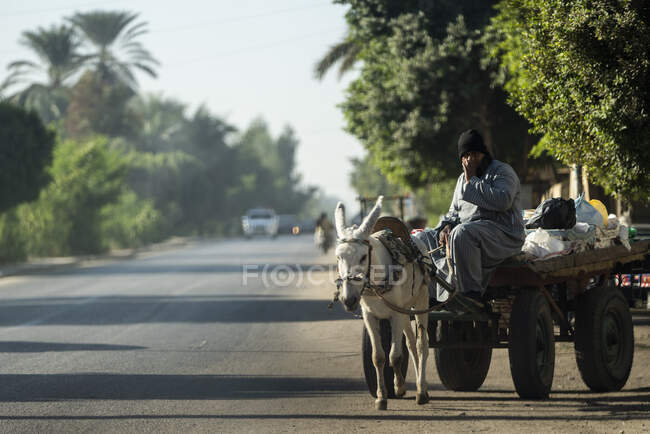 Мужчина водит ослиную тележку по улице — стоковое фото