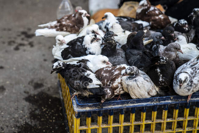 Pombos para venda num mercado alimentar — Fotografia de Stock