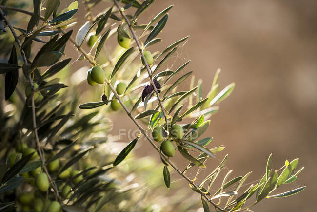 Branche d'olivier aux feuilles vertes — Photo de stock