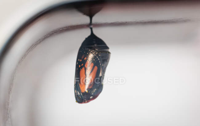 Close up of the translucent chrysalis of a monarch butterfly. — Stock Photo