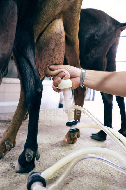 Factory of milking goats to machine — Stock Photo