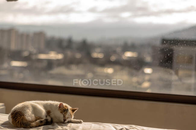 Gato durmiendo en apartamento, ciudad - foto de stock