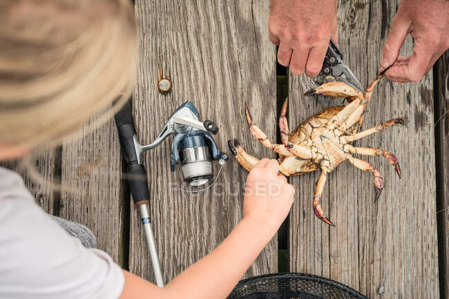 Mains libérant crabe capturé dans la ligne de pêche sur un quai en bois sur l'île de Lopez, WA — Photo de stock
