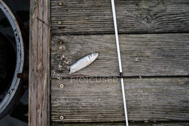 Isca de peixe e pólo de pesca na doca de madeira — Fotografia de Stock