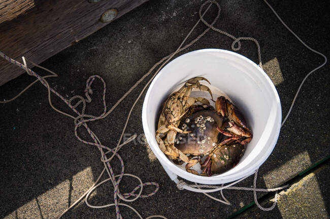 White bucket filled with rock crabs on a cement surface — Stock Photo