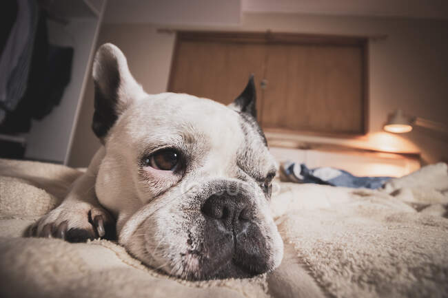 Beautiful white french bulldog resting in bed — Stock Photo
