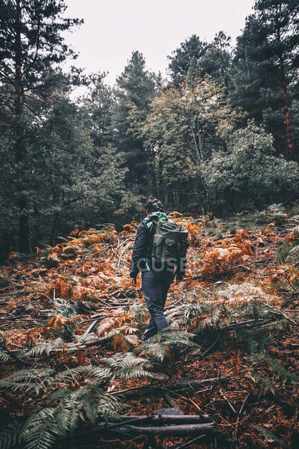 Mann läuft mit Rucksack durch Kiefernwald auf Pilzsuche — Stockfoto