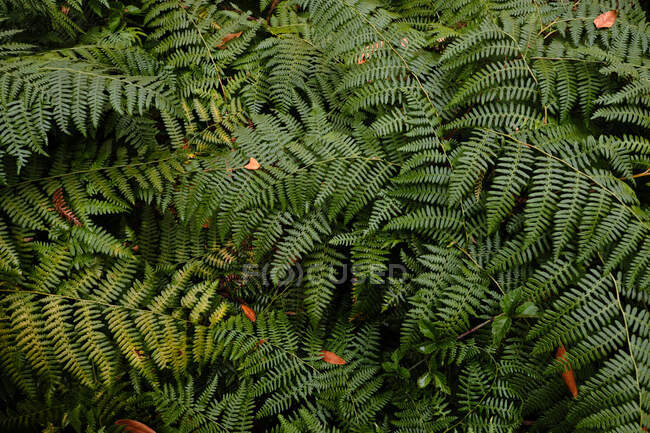 Las hojas verdes del helecho - foto de stock