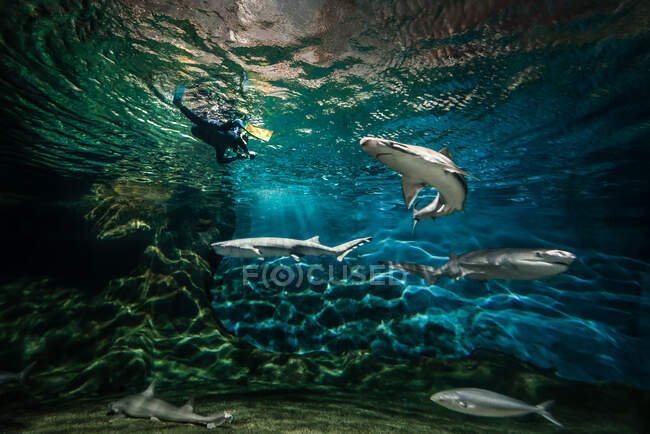 Joven adolescente nadando con tiburones - foto de stock