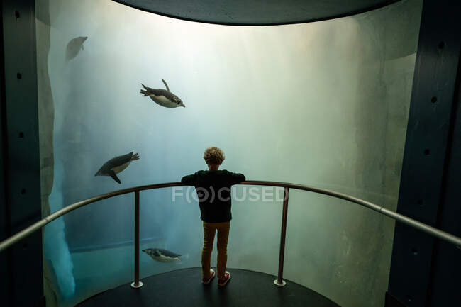 Jeune enfant regardant les pingouins nager — Photo de stock