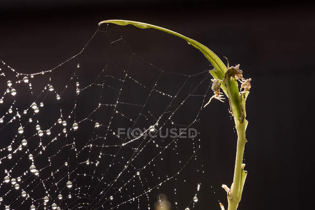 Petite araignée atteignant une jambe vers la toile d'araignée couverte de rosée — Photo de stock