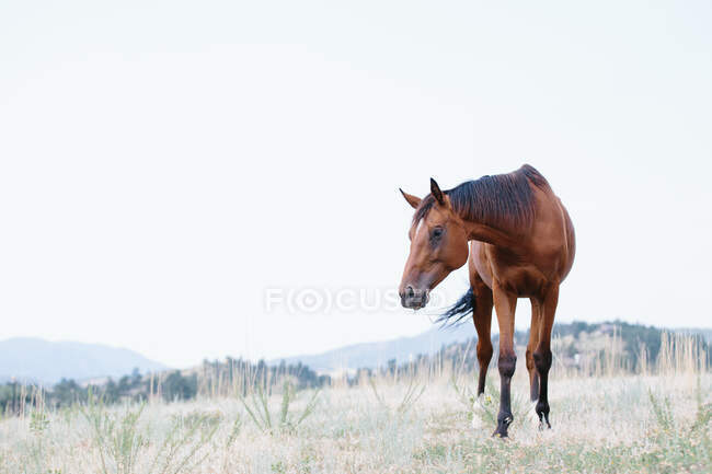 Красивая лошадь на лугу летом — стоковое фото