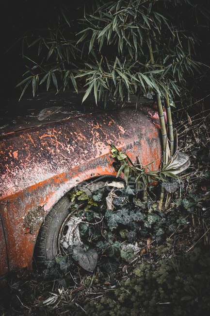 Vecchia auto schiantata e distrutta con piante che nel tempo stavano coprendo — Foto stock
