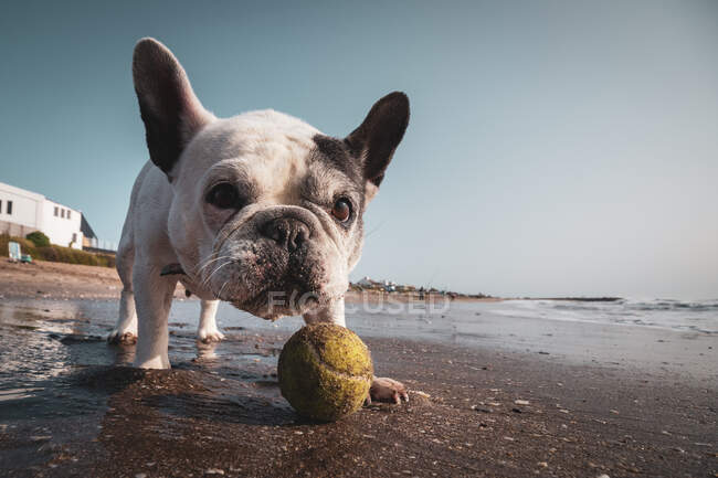 Французский бульдог с мячом на пляже — стоковое фото