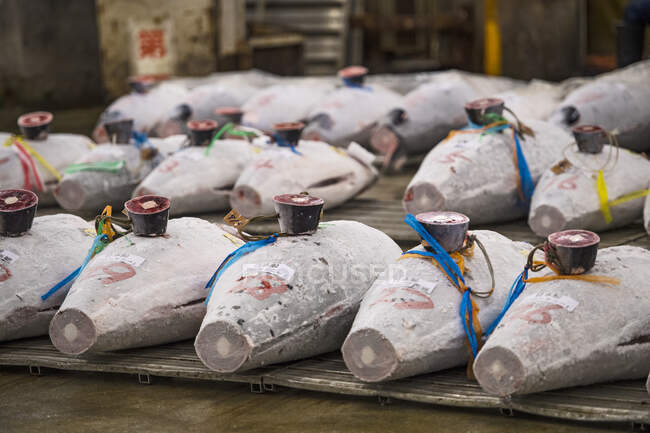 Frozen Tuna fish at an auction on Japanese fish market — Stock Photo